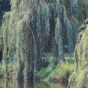 The Willows, Part 1