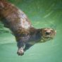 Scary chat story otter in The Willows