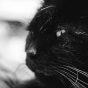 Black cat horrors, The Black Cat, Captivated Chat